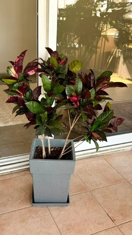 Кротон (Codiaeum variegatum)